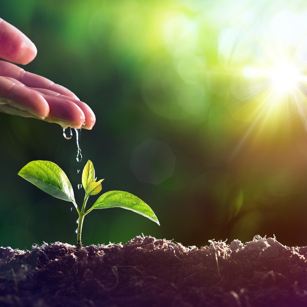 Care Of New Life - Watering Young Plant